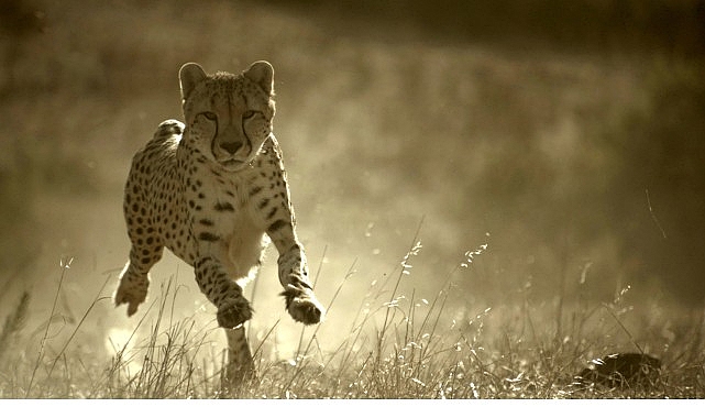 ‘Büyük Kediler Dünyası’,   1 Şubat Pazar 20.00’de   National Geographic WILD Ekranlarında!